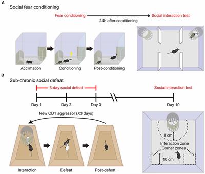 Prefrontal Disinhibition in Social Fear: A Vital Action of Somatostatin Interneurons